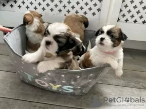 Photo №2 to announcement № 99423 for the sale of shih tzu - buy in United States breeder