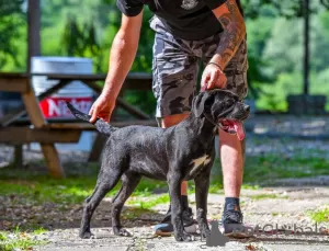 Photo №3. Cane Corso female puppy. Serbia