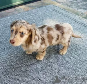 Photo №1. dachshund - for sale in the city of Piotrków Trybunalski | 528$ | Announcement № 126676