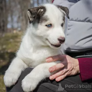 Photo №1. siberian husky - for sale in the city of Poltava | 215$ | Announcement № 9817