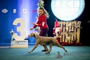 Photo №3. Weimaraner Puppies April Litter C. Poland