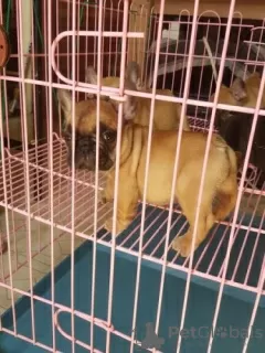 Photo №1. french bulldog - for sale in the city of Manila | negotiated | Announcement № 125046