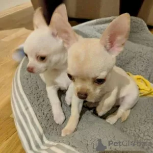 Photo №1. chihuahua - for sale in the city of Leipzig | 188$ | Announcement № 129925