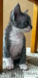 Additional photos: Devon Rex kittens for sale.