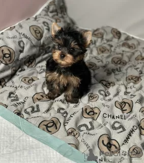 Photo №1. yorkshire terrier - for sale in the city of Novi Vinodolski | negotiated | Announcement № 115731