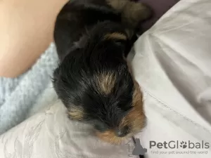 Additional photos: yorkshire terrier puppy