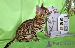 Additional photos: Bengal kitten