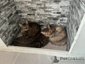 Photo №2 to announcement № 126378 for the sale of bengal cat - buy in Germany private announcement