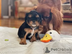 Photo №2 to announcement № 64587 for the sale of cavalier king charles spaniel - buy in Ukraine from nursery, breeder