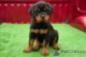 Photo №1. rottweiler - for sale in the city of Giessen | Is free | Announcement № 128426