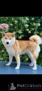 Photo №2 to announcement № 105697 for the sale of shiba inu - buy in Russian Federation private announcement