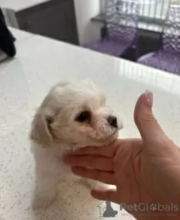 Photo №3. Adorable purebred Bichon Frise Pups. Canada