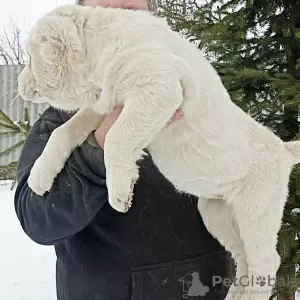 Photo №1. central asian shepherd dog - for sale in the city of Благоевград | 687$ | Announcement № 42017