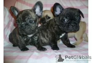 Photo №1. french bulldog - for sale in the city of Berlin | Is free | Announcement № 126722