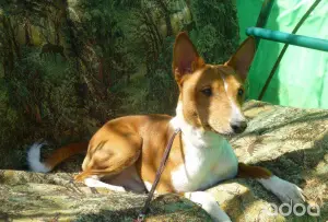 Photo №1. Mating service - breed: basenji. Price - 237$