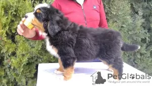 Photo №1. bernese mountain dog - for sale in the city of Валево | 634$ | Announcement № 96148