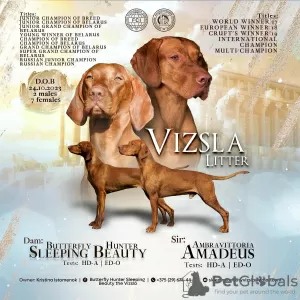 Photo №2 to announcement № 81167 for the sale of vizsla - buy in Belarus breeder