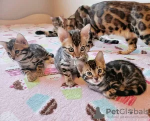 Photo №1. bengal cat - for sale in the city of Helsinki | Is free | Announcement № 119577