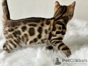 Photo №3. Gorgeous Bengal boy. Belgium