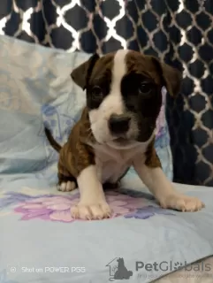 Photo №3. Amstaff puppies for sale. Russian Federation