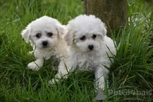 Photo №2 to announcement № 123643 for the sale of bichon frise - buy in Germany 