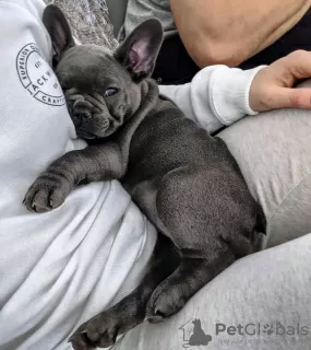 Photo №3. FEMALE FRENCH BULL DOG PUPPY. Australia