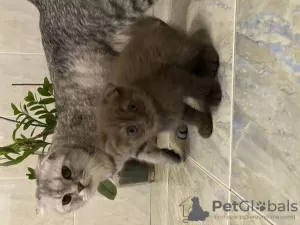 Photo №3. Scottish fold and straight kittens. Russian Federation