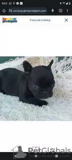 Additional photos: French bulldog puppies