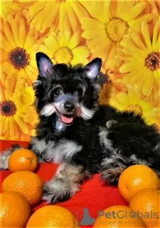 Photo №2 to announcement № 1352 for the sale of chinese crested dog - buy in Russian Federation private announcement