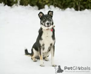 Photo №2 to announcement № 94568 for the sale of non-pedigree dogs - buy in Russian Federation private announcement