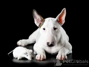 Photo №3. miniature bull terrier. Russian Federation