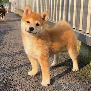 Photo №3. Male and female lovely shiba inu puppies. Swaziland