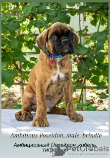 Additional photos: Club German Boxer puppies