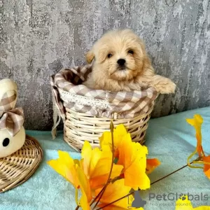 Photo №3. Maltipu puppies a girl and two boys. Lithuania