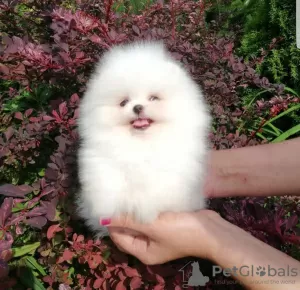 Photo №2 to announcement № 11204 for the sale of pomeranian - buy in Poland private announcement