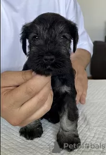 Additional photos: miniature schnauzer