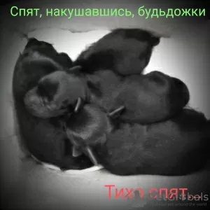 Photo №3. Black Miniature Schnauzer puppies. Ukraine