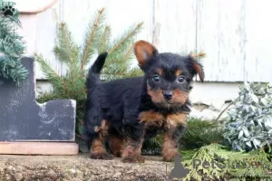 Photo №3. Beautiful Biewer Yorkshire Terriers. Germany