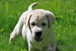 Additional photos: Labrador retriever puppies