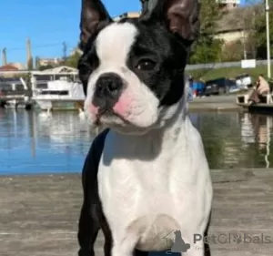 Photo №1. boston terrier - for sale in the city of Belgrade | negotiated | Announcement № 106185