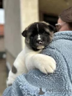 Additional photos: American Akita puppies