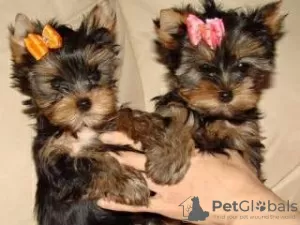 Photo №1. yorkshire terrier - for sale in the city of Мадрид | 317$ | Announcement № 122753