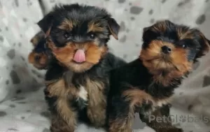 Photo №1. yorkshire terrier - for sale in the city of Munich | negotiated | Announcement № 35878