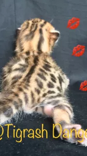 Additional photos: Bengal babies