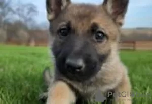 Photo №2 to announcement № 129156 for the sale of german shepherd - buy in Finland breeder