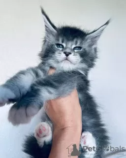 Photo №4. I will sell maine coon in the city of Мёнхенгладбах. private announcement - price - 423$