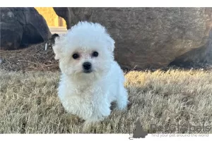 Photo №4. I will sell bichon frise in the city of Cave.  - price - negotiated