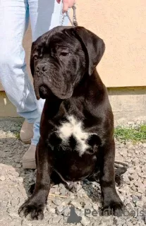 Photo №1. cane corso - for sale in the city of Žitište | negotiated | Announcement № 95672