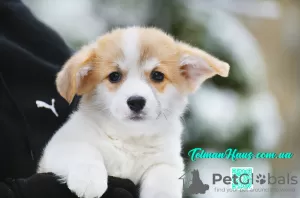 Photo №2 to announcement № 83271 for the sale of  - buy in Ukraine private announcement, breeder