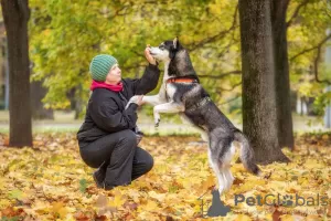 Photo №2 to announcement № 123982 for the sale of siberian husky - buy in Russian Federation from the shelter